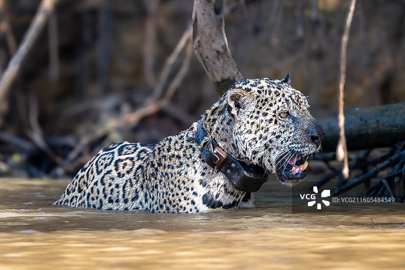 巴西，潘塔纳尔湿地，美洲豹图片素材