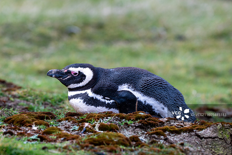 福克兰群岛，麦哲伦企鹅图片素材