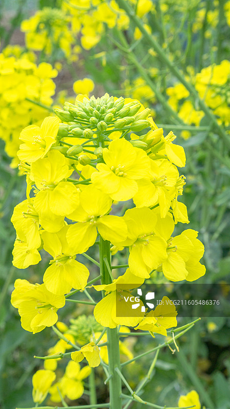 大邑安仁古镇的油菜花 壁纸 背景 纹理 田园风光图片素材