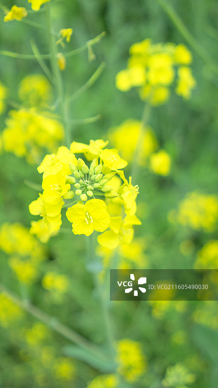 大邑安仁古镇的油菜花 壁纸 背景 纹理 田园风光图片素材