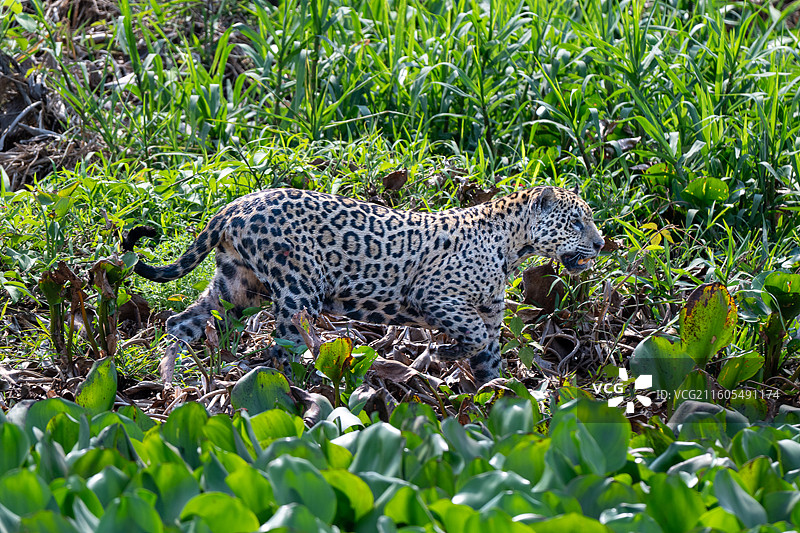 巴西，潘塔纳尔湿地，美洲豹图片素材