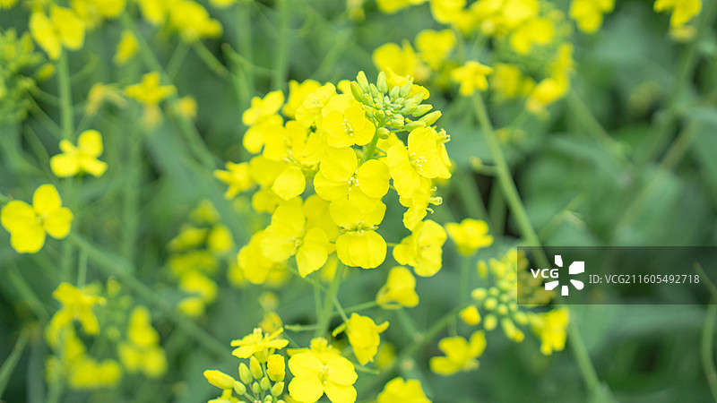 大邑安仁古镇的油菜花 壁纸 背景 纹理 田园风光图片素材