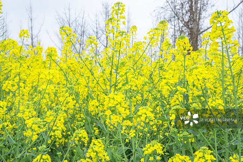 大邑安仁古镇的油菜花 壁纸 背景 纹理 田园风光图片素材