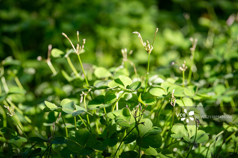 酸浆草图片素材