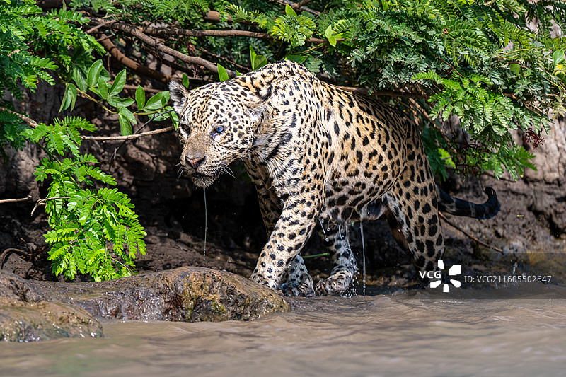 巴西，潘塔纳尔湿地，美洲豹图片素材