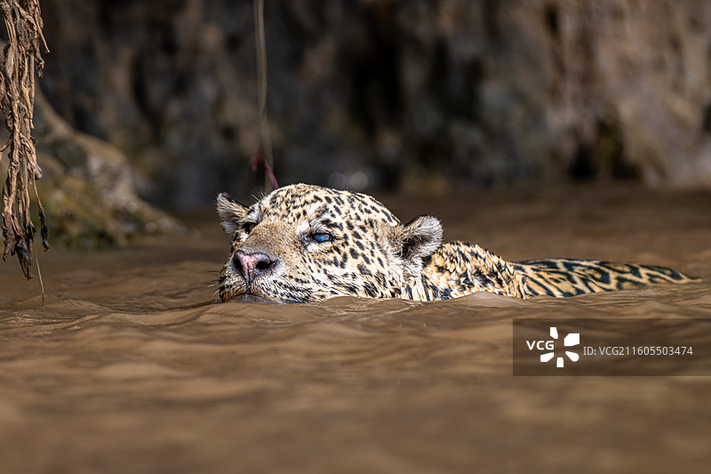 巴西，潘塔纳尔湿地，美洲豹图片素材