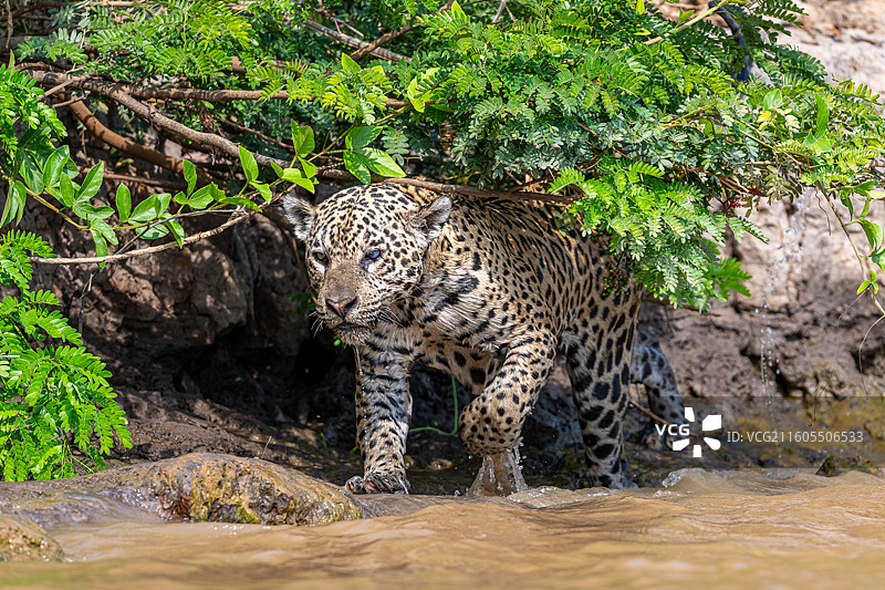 巴西，潘塔纳尔湿地，美洲豹图片素材