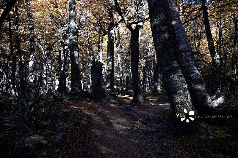 智利，百内国家公园，秋天的百内国家公园图片素材