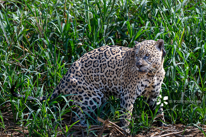 巴西，潘塔纳尔湿地，美洲豹图片素材