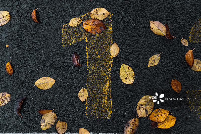 雨后 落叶 秋分 立秋 秋季 五彩斑斓 二十四节气图片素材