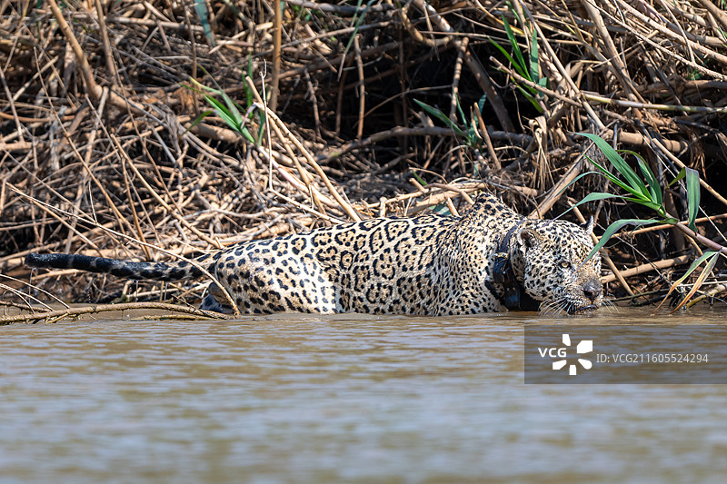 巴西，潘塔纳尔湿地，美洲豹图片素材
