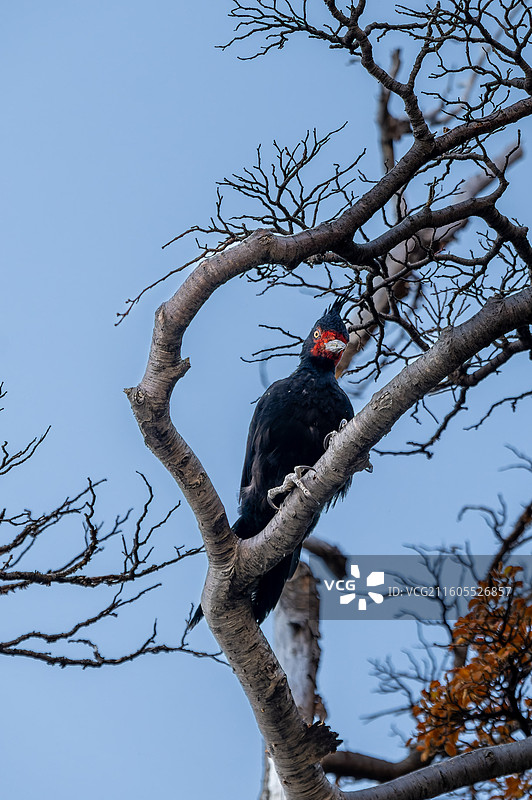 智利，百内国家公园，秋天的百内国家公园图片素材