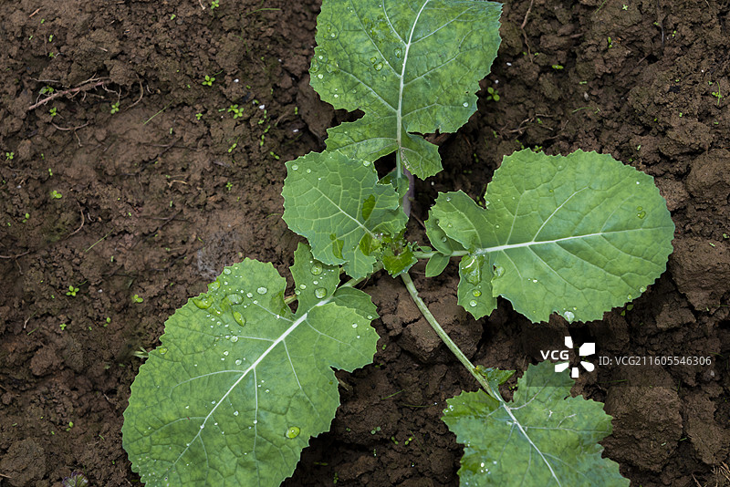 萝卜叶子图片素材