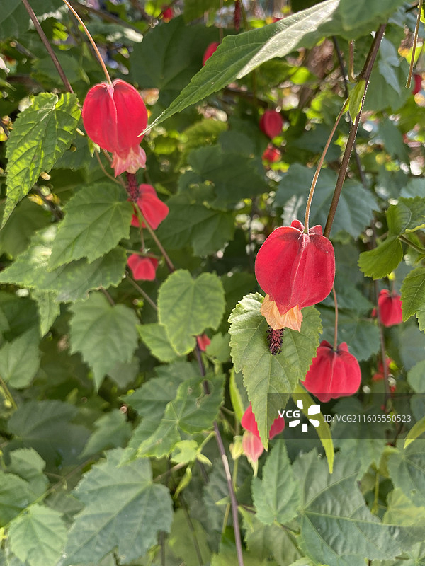奇花异草—— 红萼苘麻图片素材