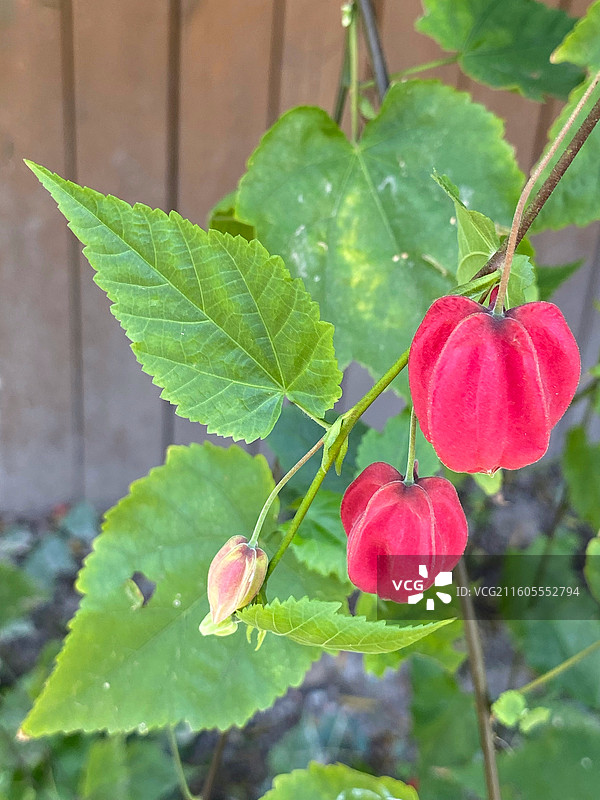 奇花异草—— 红萼苘麻图片素材