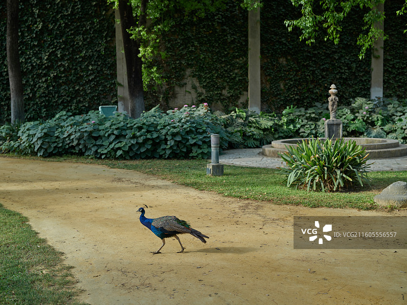 塞维利亚大皇宫图片素材