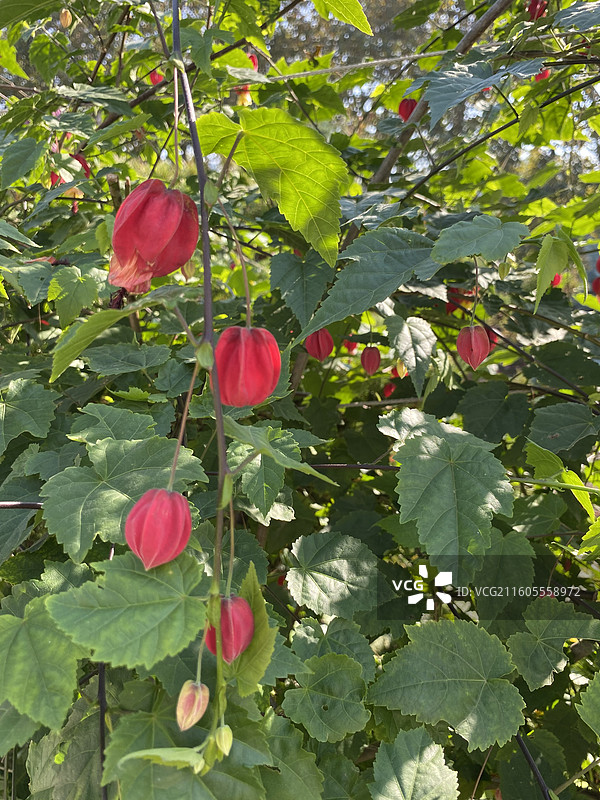 奇花异草—— 红萼苘麻图片素材