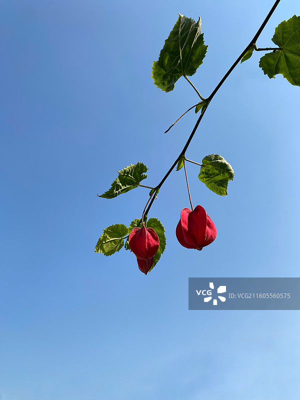 奇花异草—— 红萼苘麻图片素材