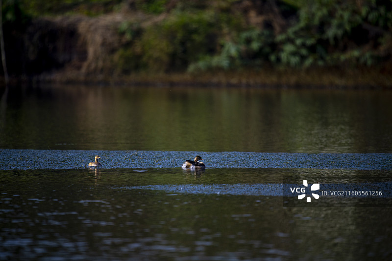 隆昌古宇湖的候鸟图片素材