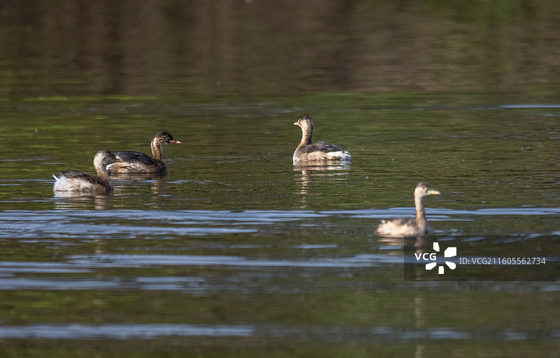 隆昌古宇湖的候鸟图片素材