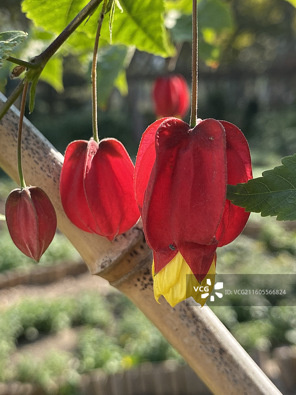 奇花异草—— 红萼苘麻图片素材