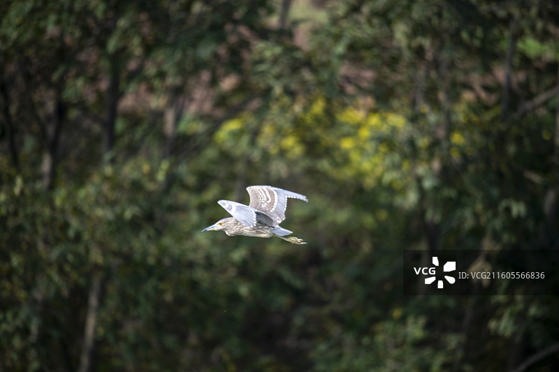 隆昌古宇湖的候鸟图片素材