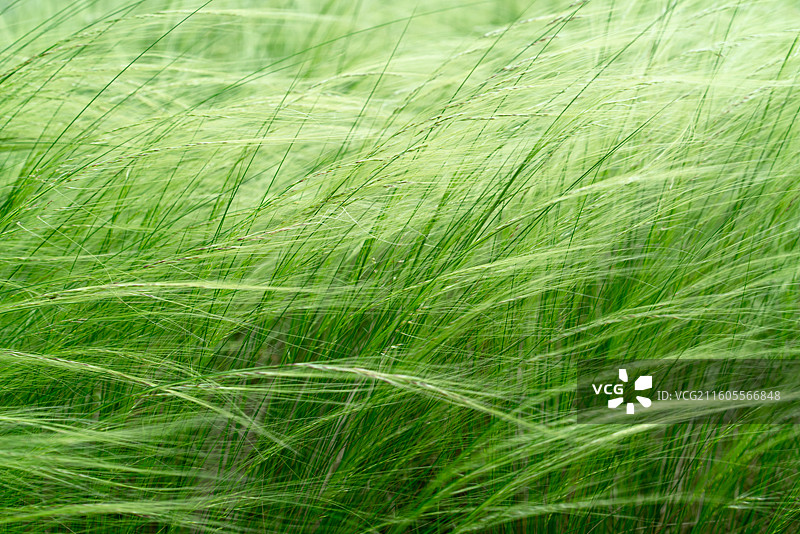 春季的针茅草特写图片素材