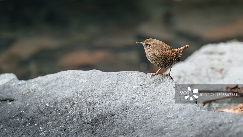 湖边的鹪鹩图片素材