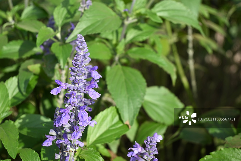 蓝花鼠尾草与蝴蝶图片素材