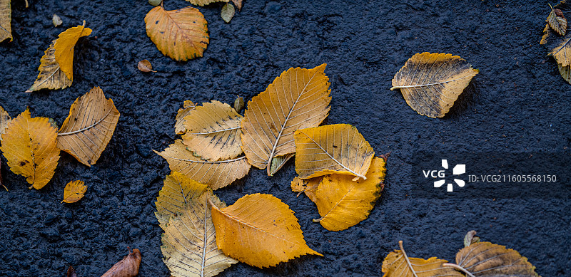 雨后 落叶 秋分 立秋 秋季 五彩斑斓 二十四节气图片素材