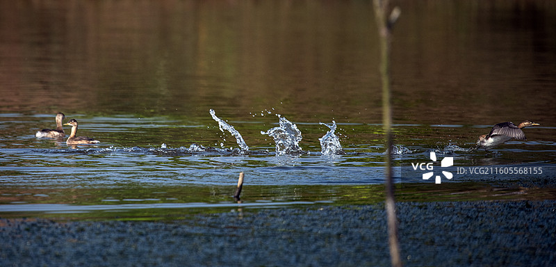 隆昌古宇湖的候鸟图片素材