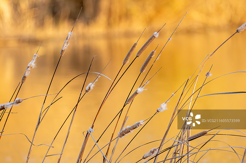 黄色背景下带绒毛蒲棒的蒲苇植物特写图片素材
