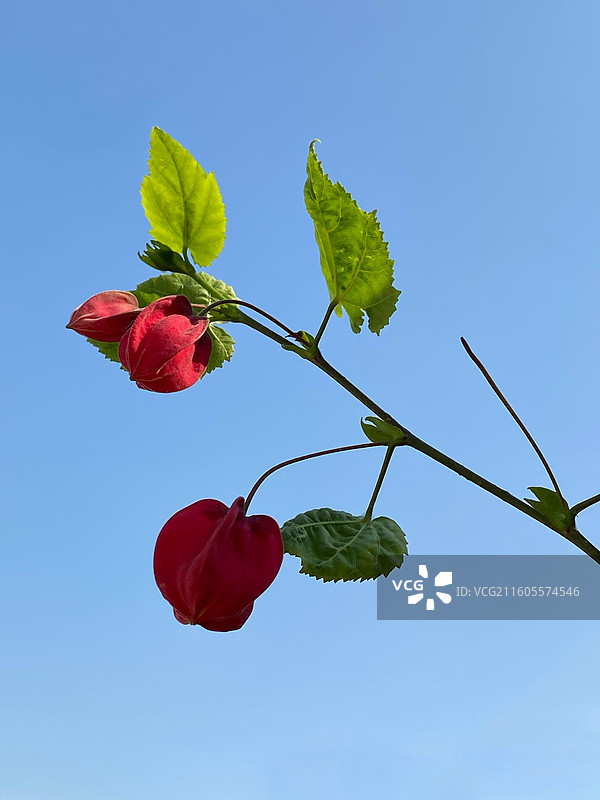 奇花异草—— 红萼苘麻图片素材