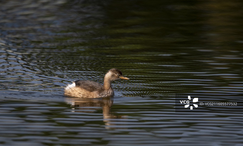 隆昌古宇湖的候鸟图片素材