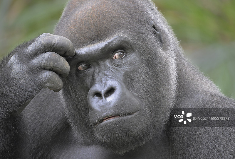 好奇(大猩猩)(雄性)图片素材