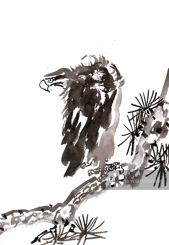 松树上的鹰图片素材