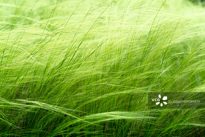 春季的针茅草特写图片素材