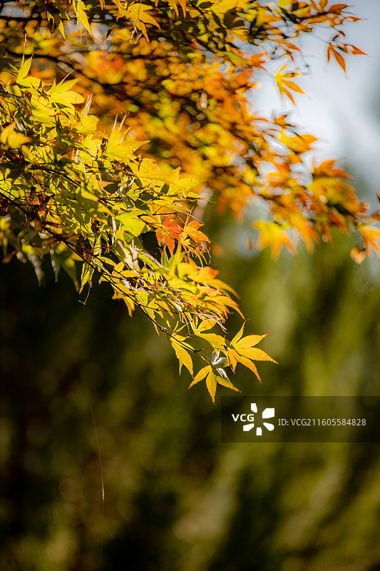 湖北恩施鹤峰县满山红景区枫树图片素材