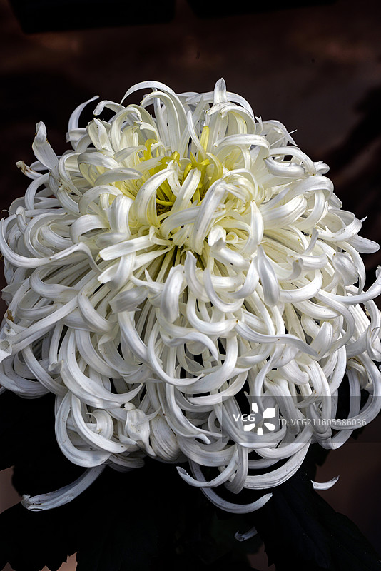 龙潭飞凤图片素材