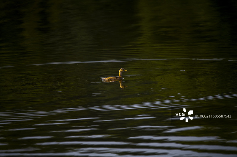 隆昌古宇湖的候鸟图片素材