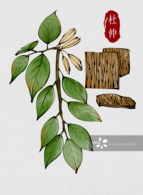 中药材杜仲图片素材