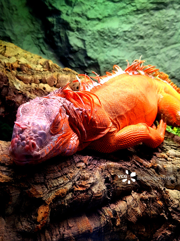 蜥蜴、宠物、动物、人工饲养、商贸图片素材