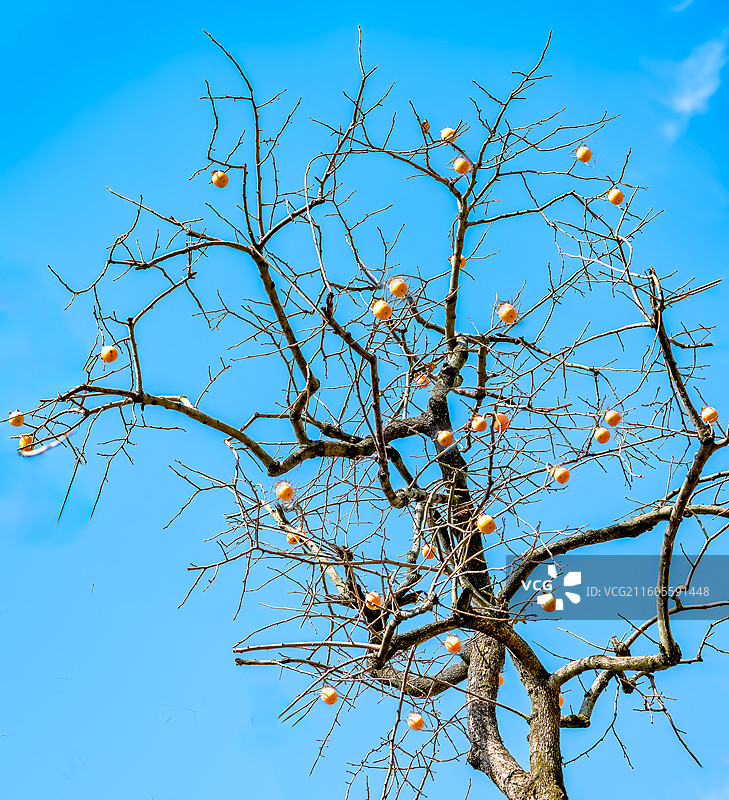 柿子,柿子树,素材,寓意,柿柿如意,事事如意,吉祥,顺遂,祝愿图片素材