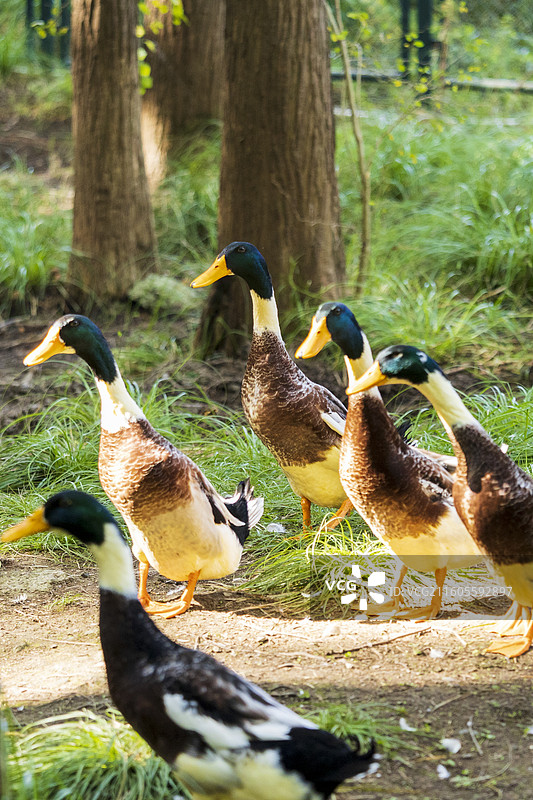 杭州临安青山湖水上森林绿头鸭大雁图片素材
