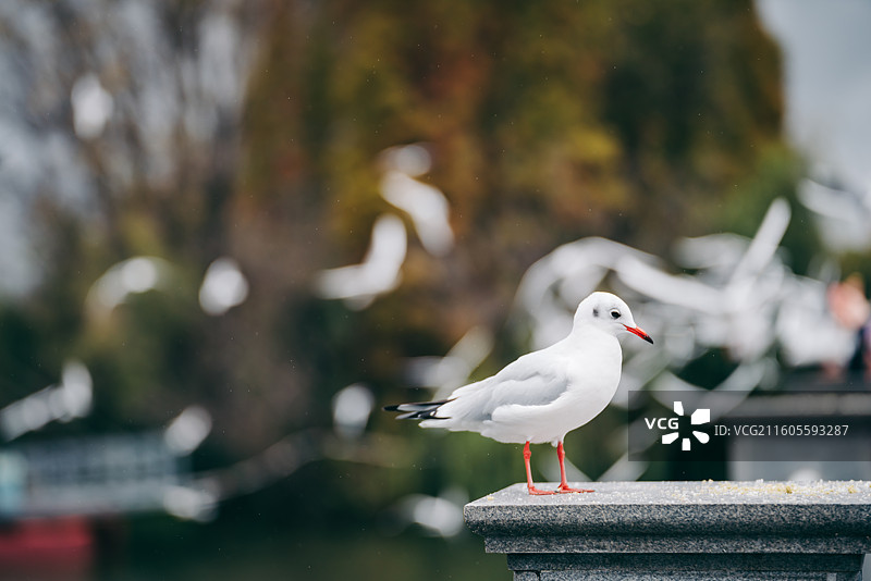 冬天昆明滇池海埂大坝的红嘴鸥图片素材