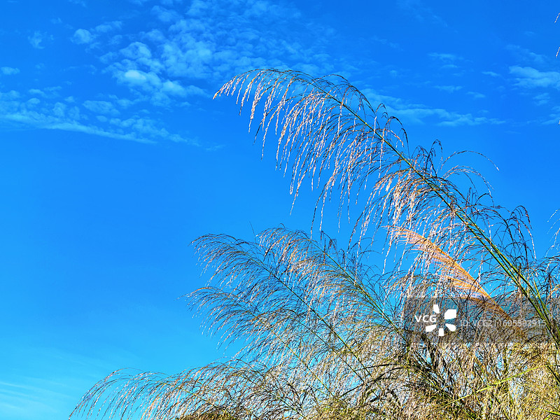 蓝天下的草之舞   蓝天如纯净的幕布，草儿在其上肆意舞动。草穗轻盈飘逸，每一次摇曳都带着蓬勃生机。图片素材