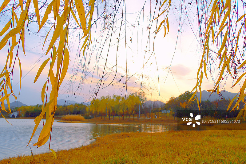 秋天初冬蓝色天空白云背景图壁纸。柳树柳条夕阳湖水黄叶落叶图片素材