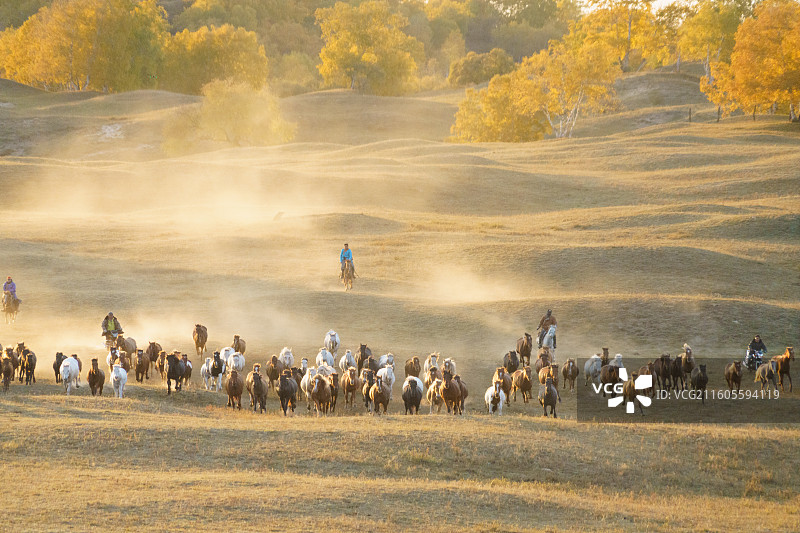 内蒙古赤峰乌兰布统坝上将军泡子万马奔腾秋色日落图片素材
