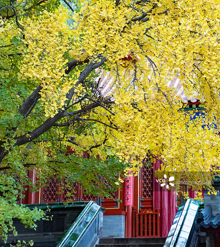秋天北京西山八大处公园灵光寺银杏图片素材