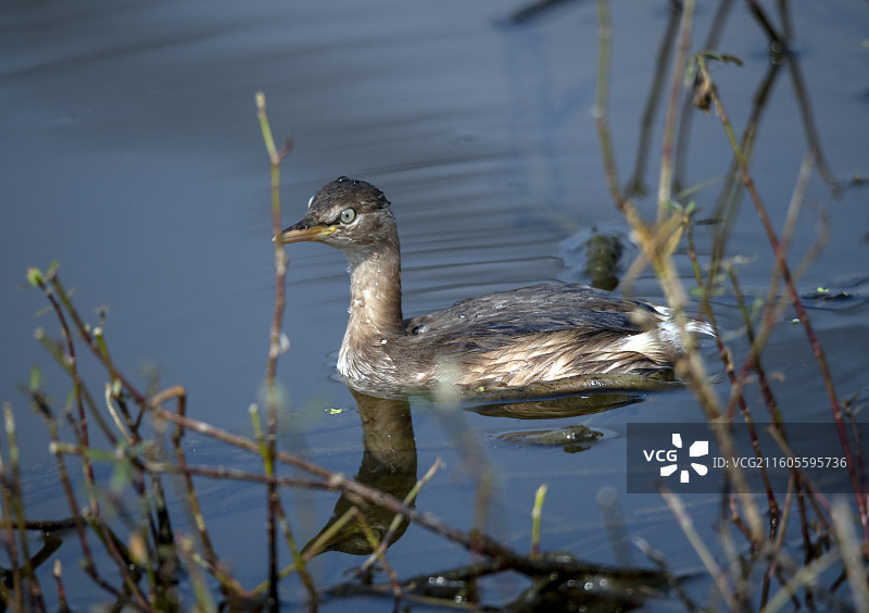 隆昌古宇湖的候鸟图片素材